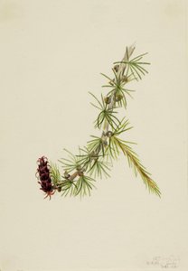 Lyall-lærk (Larix lyallii) af Mary Vaux Walcott