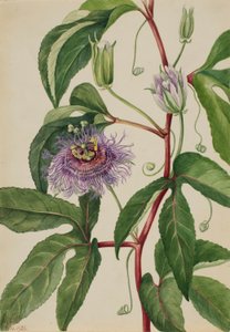 Majblomst (Passiflora incarnata)