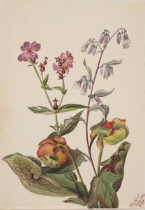 Meadow Beauty Rhexia virginica, klapperslange Roat Nabalus albus, Pitcherplant..., 1880. af Mary Vaux Walcott