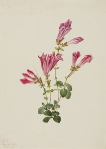 Menzies Penstemon Penstemon menziesii, 1925. af Mary Vaux Walcott