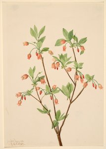 Menziesea Menziesea glabella, 1907. af Mary Vaux Walcott