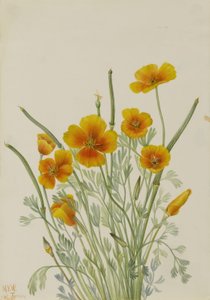 Mexicansk valmue (Eschscholtzia mexicana) af Mary Vaux Walcott