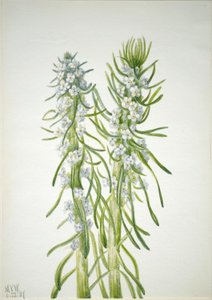 Miners lys (Oreocarya virgata) af Mary Vaux Walcott