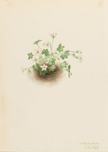 Tågejomfru (Romanzoffia sitchensis) af Mary Vaux Walcott