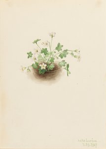Mistmaiden Romanzoffia sitchensis, 1907.