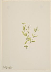 Moehringia laberiflora af Mary Vaux Walcott