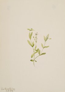 Moehringia laberiflora, 1904. af Mary Vaux Walcott
