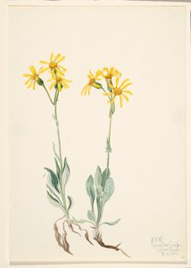 Montana Parnassia Parnassia montanesis, 1920. af Mary Vaux Walcott