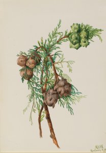 Monterey cypres (Cupressus macrocarpa) af Mary Vaux Walcott