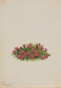 Mosegøgelilje (Silene acaulis) af Mary Vaux Walcott