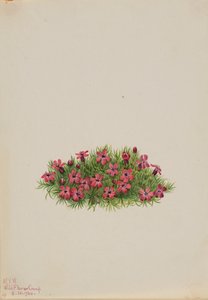 Moss Campion Silene acaulis, 1924. af Mary Vaux Walcott