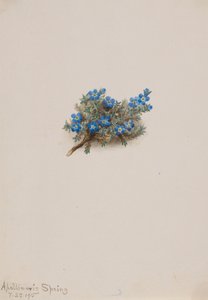 Moss Forglemmigej Erichum elongatum, 1915. af Mary Vaux Walcott