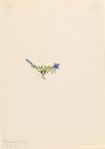 Mos-ensian (Gentiana prostrata) af Mary Vaux Walcott