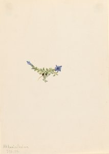 Moss Gentian Gentiana prostrata, 1916.
