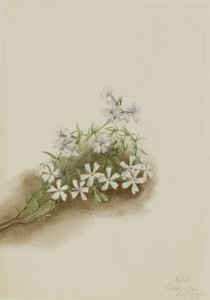 Mosrosa (Phlox subulate) af Mary Vaux Walcott