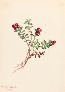 Mountain Cranberry Vaccinium vitisdaea minus, 1916. af Mary Vaux Walcott
