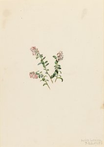 Mountain Cranberry Vaccinium vitisidaea minus, 1907. af Mary Vaux Walcott