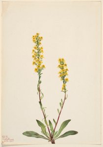Bjerg-guldris (Solidago oreophila) af Mary Vaux Walcott