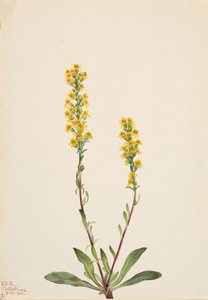 Mountain Goldenrod Solidarity Oreophila, af Mary Vaux Walcott