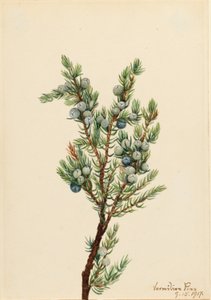 Mountain Juniper (Juniperus sibirica) af Mary Vaux Walcott