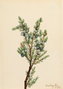 Bjerg Juniper Juniperus sibirica, 1917. af Mary Vaux Walcott