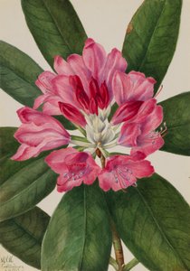 Mountain Rose-Bay Rhododendron catawbiense, 1932. af Mary Vaux Walcott