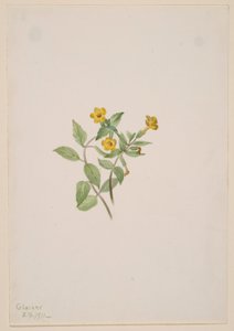 Moskusblomst (Mimulus moschatus) af Mary Vaux Walcott