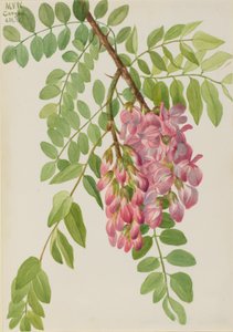 Ny mexicansk Locust Robinia neomexicana, 1938. af Mary Vaux Walcott