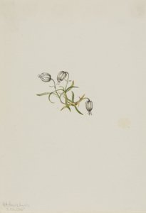 Nikkende løvstikke (Lychnis apetala) af Mary Vaux Walcott
