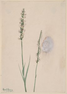 Nikkende dameblade (Ibidium cernum) af Mary Vaux Walcott