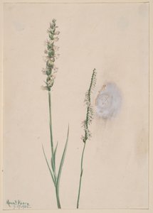 Nikkende Dame-Tresses Ibidium cernum, 1905.
