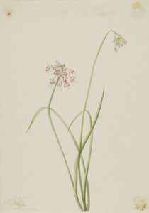 Nikkende løg (Allium cernuum) af Mary Vaux Walcott