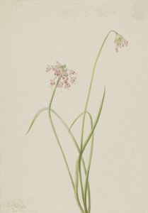 Nikkende løg Allium cernuum, 1901.