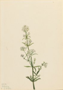 Northern Bedstraw Galium boreale, 1922. af Mary Vaux Walcott