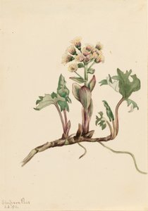 Nordlig kulsukker (Petasites hyperboreus) af Mary Vaux Walcott