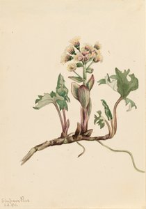 Northern Butterbur Petasites hyperboreus, 1916. af Mary Vaux Walcott