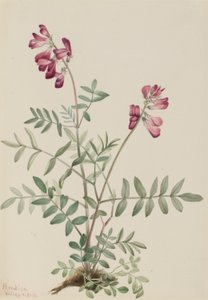 Nordlig hedysarum (Hedysarum boreale) af Mary Vaux Walcott