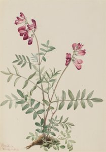 Northern Hedysari Hedysari boreale, 1916. af Mary Vaux Walcott