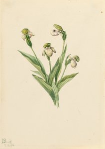 Nordlig mariehøne (Cypripedium passerinum) af Mary Vaux Walcott