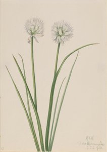 Nordløg Allium sibiricum, 1920. af Mary Vaux Walcott