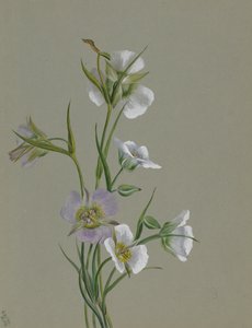 På vejen til monumentet, 1881. af Mary Vaux Walcott