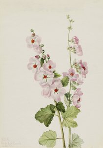 Orange-Eye Globemallow Sphaeralcea davidsonii, 1926. af Mary Vaux Walcott