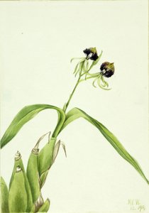 Orkidé (Epidendrum cochleatum) af Mary Vaux Walcott