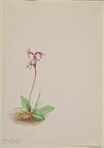 Gøgeurt (Orchis rotundifolia) af Mary Vaux Walcott
