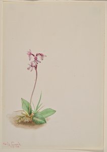 Orchis Orchis rotundifolia, 1916. af Mary Vaux Walcott