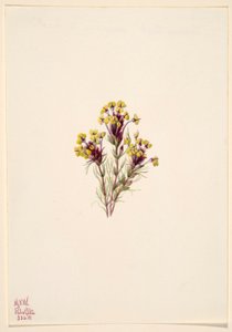 Uglekløver (Orthocarpus erianthus) af Mary Vaux Walcott