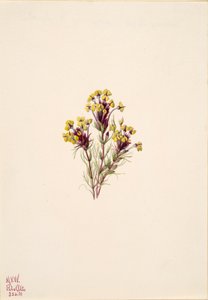 Uglekløver Orthocarpus erianthus, 1935. af Mary Vaux Walcott