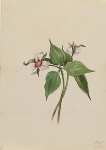Malet trillium (Trillium undulatum) af Mary Vaux Walcott