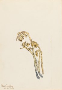 Bleg fyrretræshoppe (Hypopitys americana) af Mary Vaux Walcott