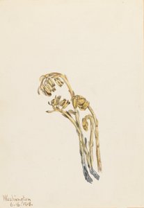 Palae Pinus hypopithecus Americana, 1918. af Mary Vaux Walcott